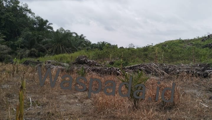 Diduga Lokasi PSR Tanpa Dichipping Batang Sawit Terlihat Utuh