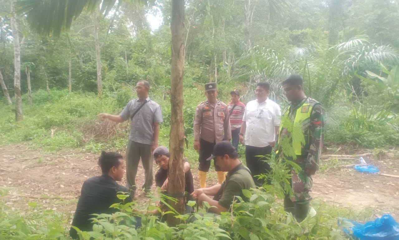 Harimau Kerap Mangsa Ternak BKSDA Pasang Kamera Trap