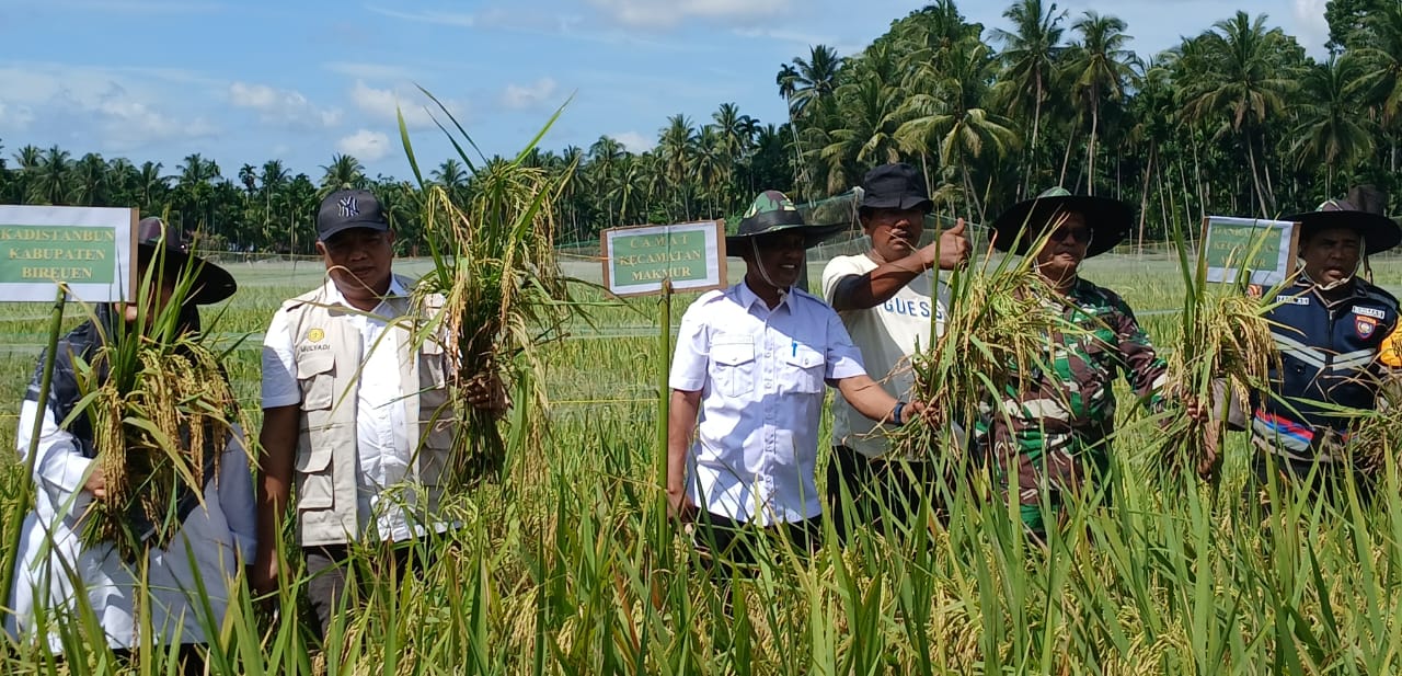 Kadistanbun Bireuen: Tanaman Padi Diserang Penyakit, Lapor Ke BPP Kecamatan