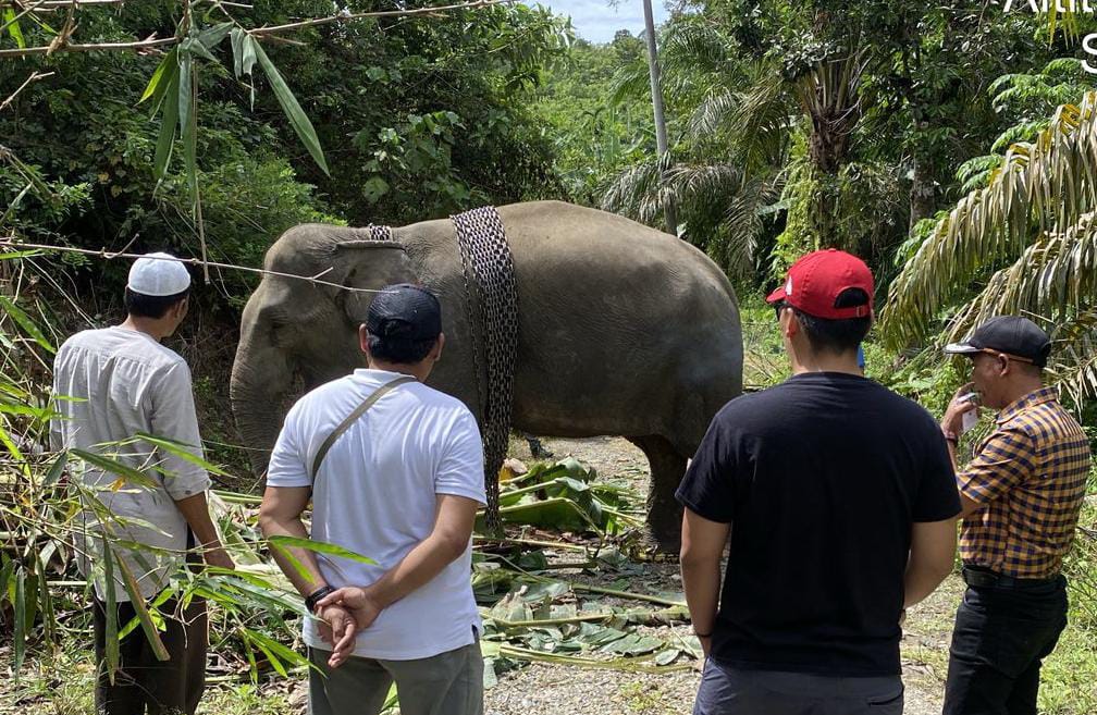 BKSDA Aceh 'Rumahkan' Gajah Jinak Dari CRU Ke PLG Saree