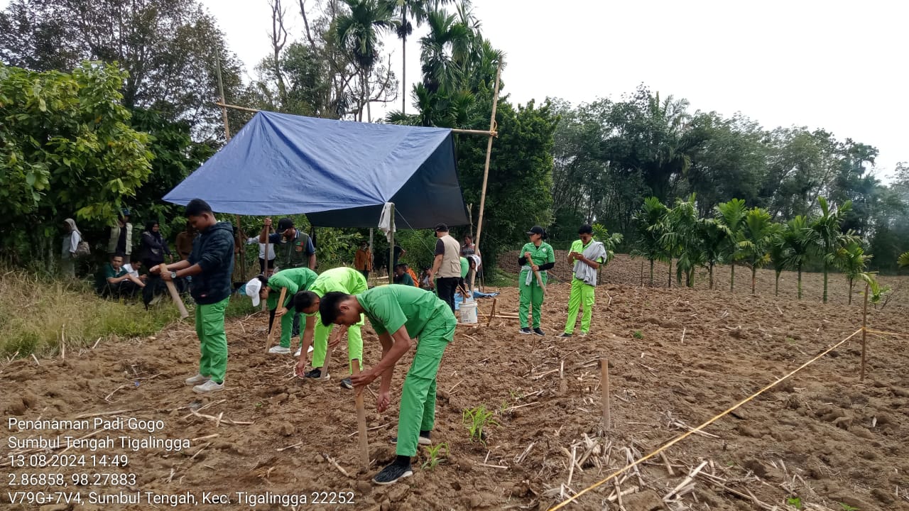 Petani Dairi Komit Capai Target Tumpang Sisip Padi Gogo
