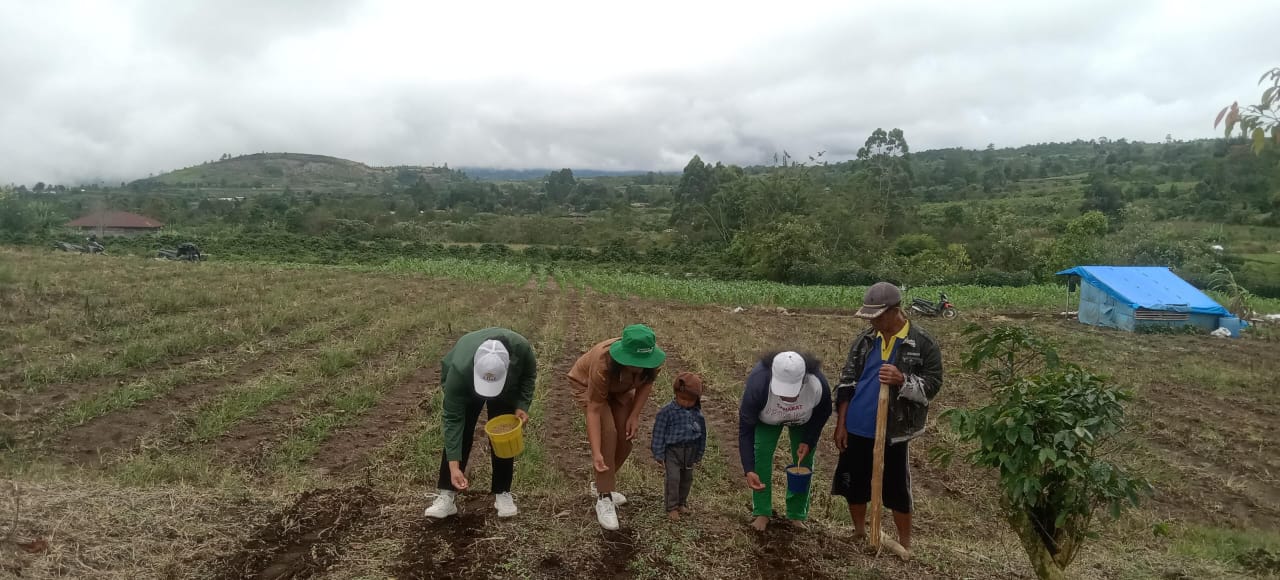 Tanam Padi Gogo Bangkitkan Lagi Tradisi Adat Di Dairi
