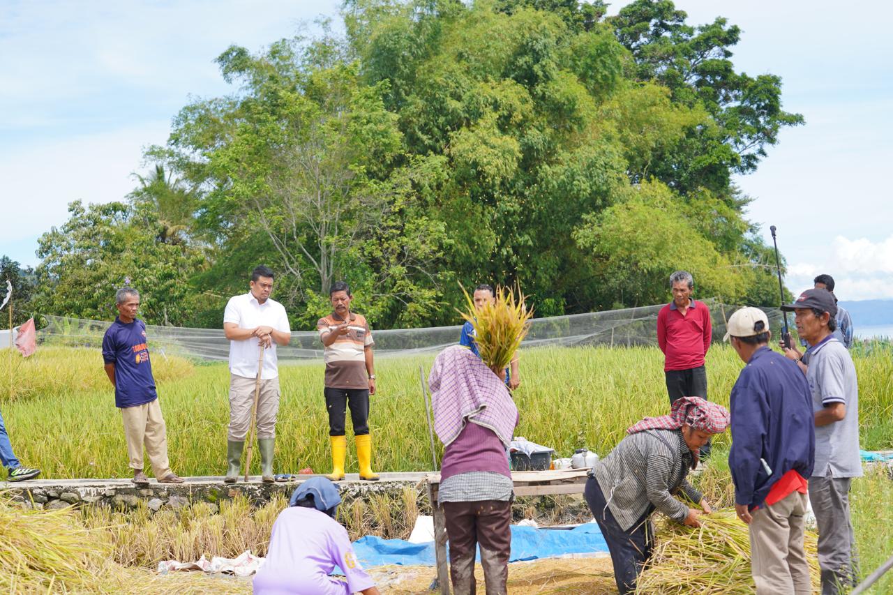 Petani Di Balige Curhat Sama Bobby Nasution, Soal Pupuk Hingga Infrastruktur