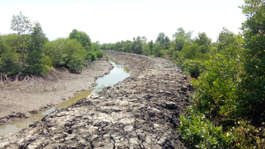 Laju Kerusakan Hutan Mangrove Di Langkat Kian Mengkhawatirkan