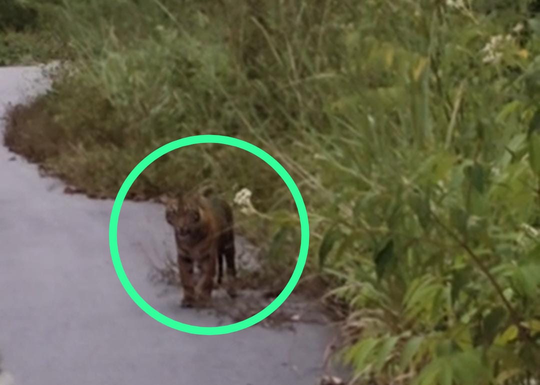 Pengguna Jalan Lintas Atim - Galus Dihantui Penampakan Harimau