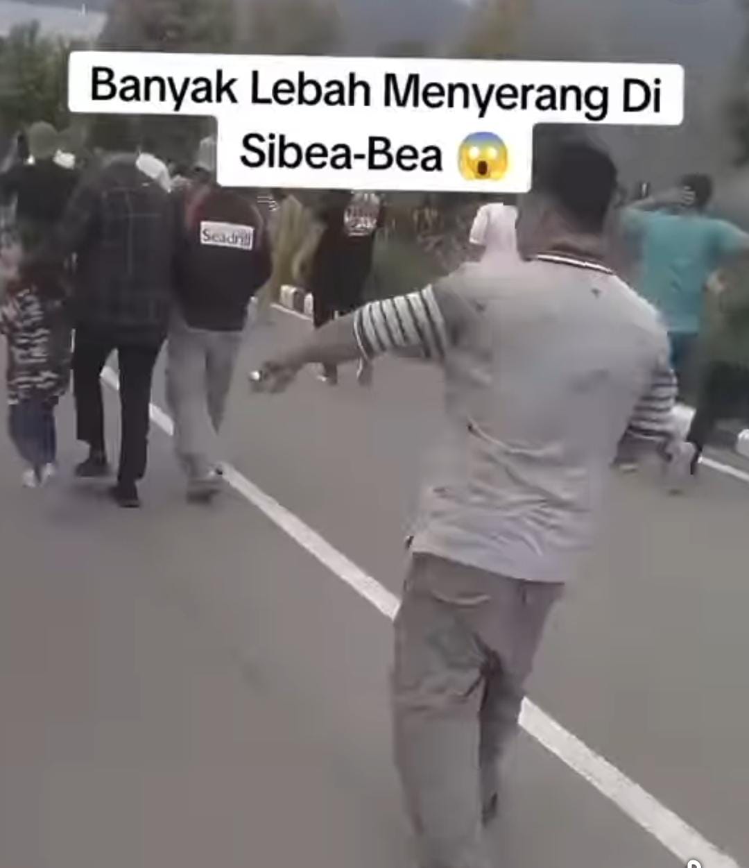 Viral Wisatawan Diserang Lebah Di Sibea-bea, Lintong: Belum Tahu Penyebabnya