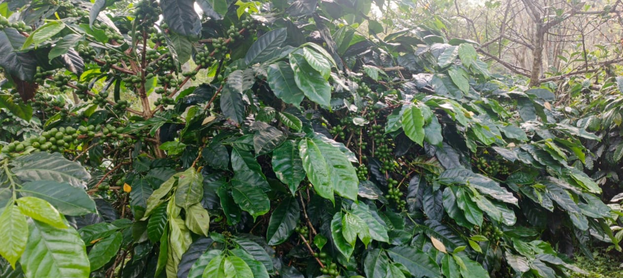 Harum Kopi Arabica Gayo, Cerita dari Lereng Lukup Sabun