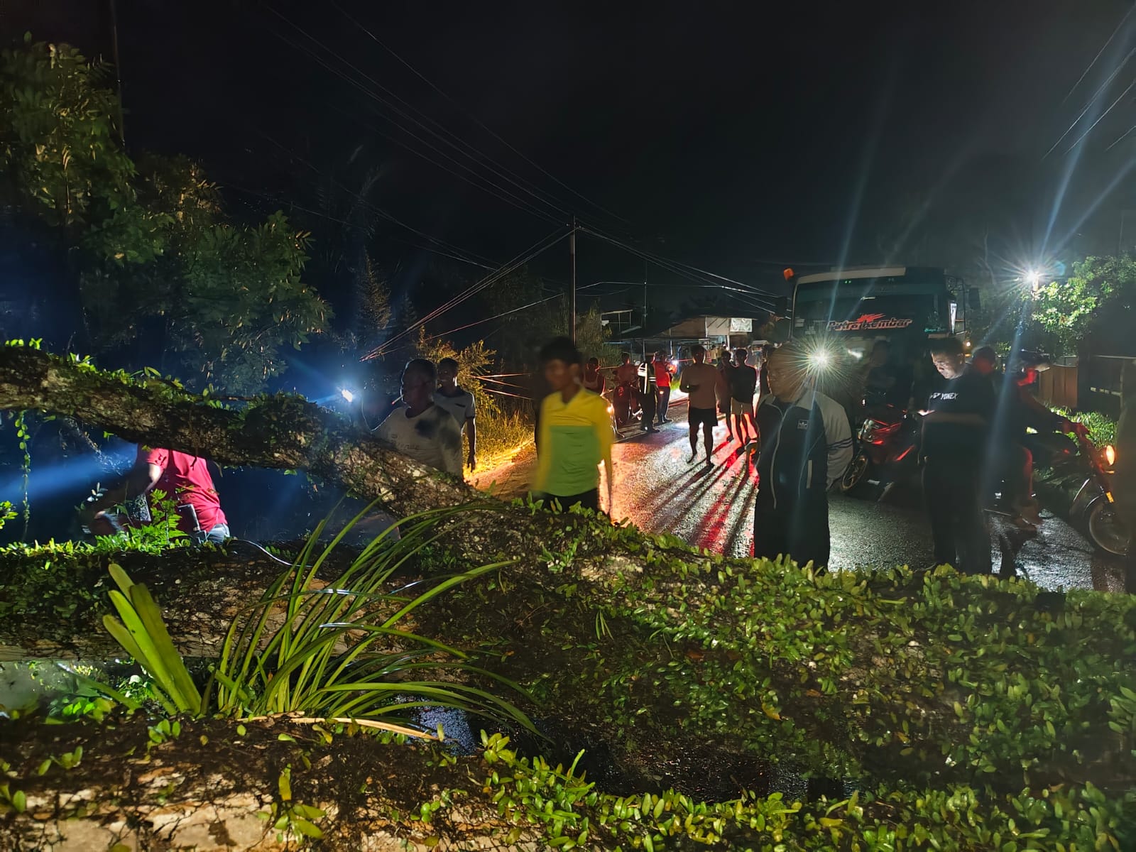 Pohon Besar Tumbang Di Jalinsum Alurdua Baru