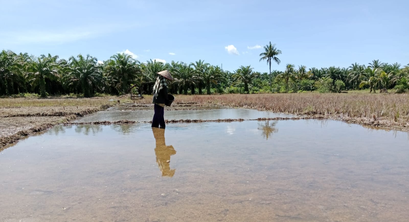 Jelang Musim Tanam, Petani Mengeluh Pupuk Bersubsidi Sulit Didapat