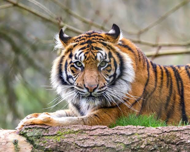 Harimau Muncul Di Kebun Warga Sidimpuan, Pertanda Apa ?