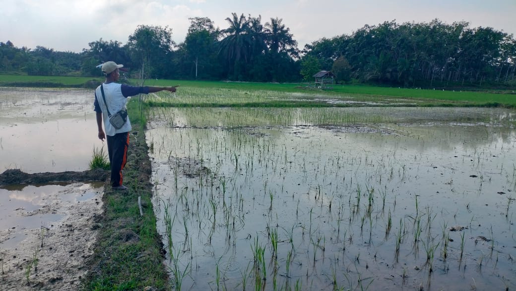 Padi Petani Kampung Tupah Aceh Tamiang Mati Mendadak
