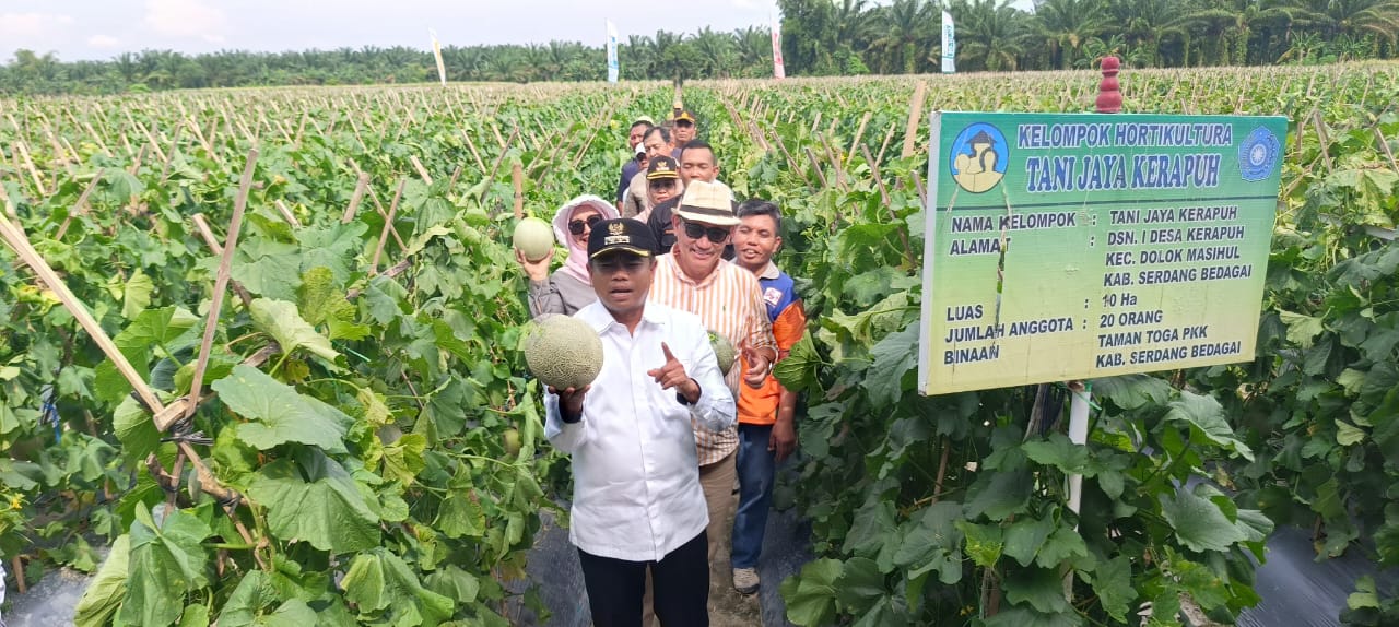 Bupati Sergai Panen Melon Boiren Beromset Rp1,2 Miliar
