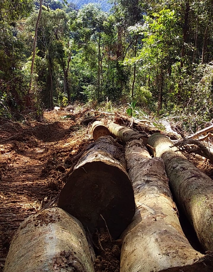 LHK Sumut Diminta Segera Hentikan Perambahan Hutan Di Desa Hatapang Labura