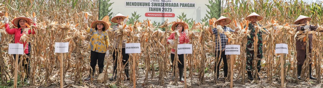 Wali Kota Pematangsiantar Hadiri Panen Jagung Serentak Nasional