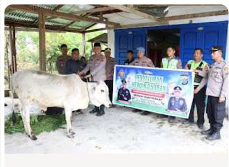 Kapolda Sumut Kurbankan Sapi Di Yayasan Pendidikan Islam Dairi