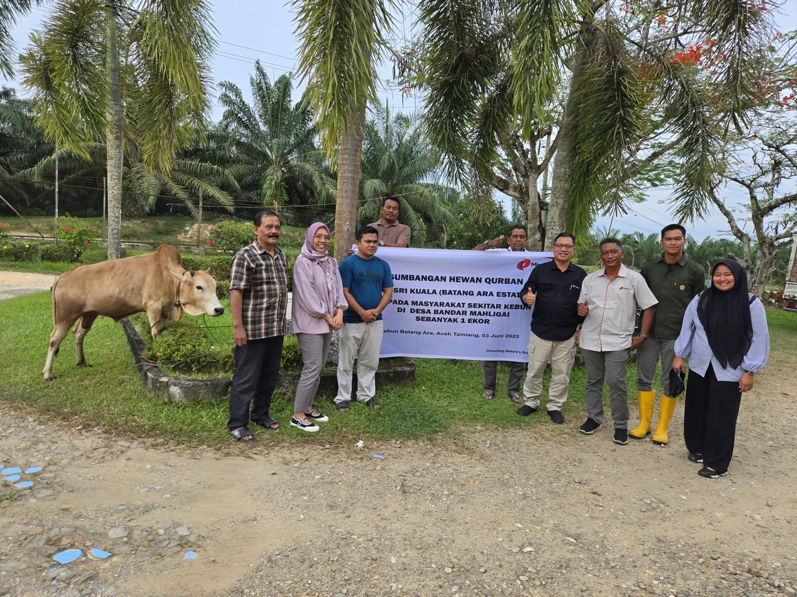 PT PPP Dan PT Sri Kuala Serahkan Dua Sapi Kurban