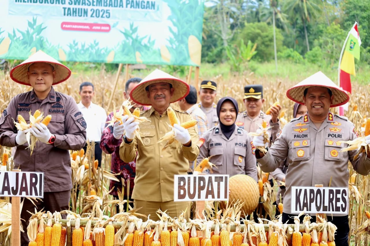 Program Penanaman Jagung Madina Selaras Dengan Program Nasional