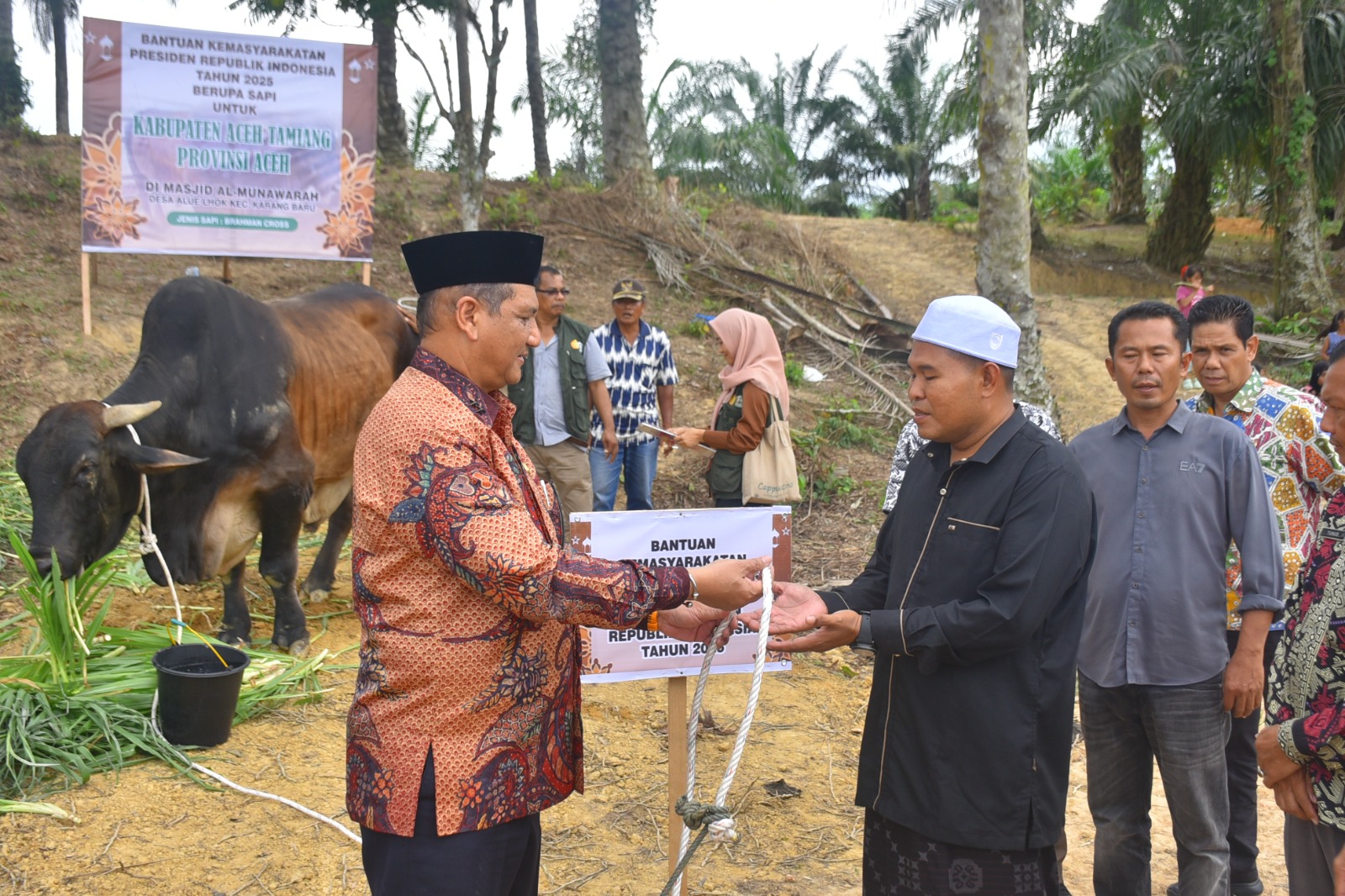 Bupati Aceh Tamiang Salurkan Sapi Kurban Presiden
