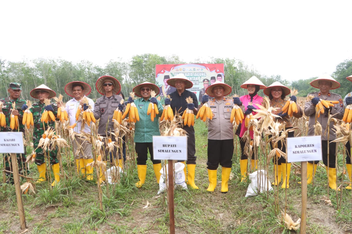 Kapolres Simalungun Panen Raya Jagung Kuartal II