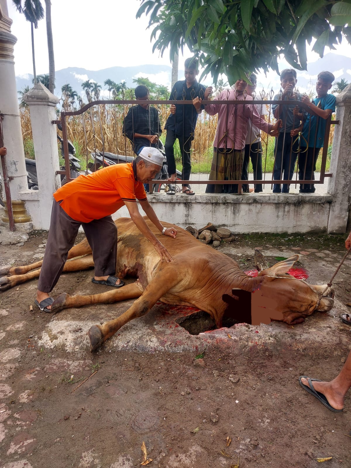Desa Kute Batu I, Kurbankan Tiga Sapi Dan Seekor Kambing Di Idul Adha