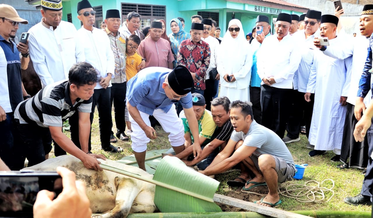 Bupati Simalungun Dan Keluarga Sembelih 6 Sapi, Pemkab Sumbang 30 Ekor
