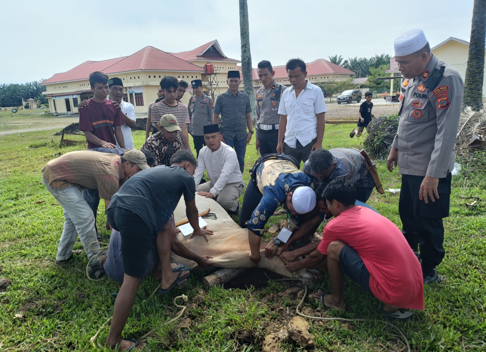 Kapolres Palas Sembelih Empat Sapi Qurban