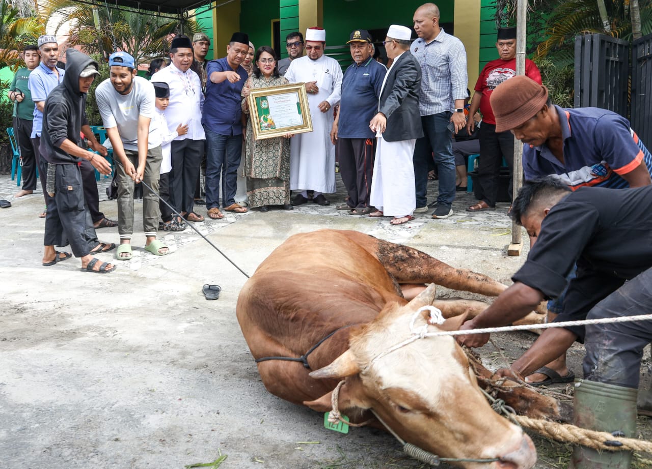 Keluarga Wali Kota Pematangsiantar Berkurban Sapi Untuk MUI