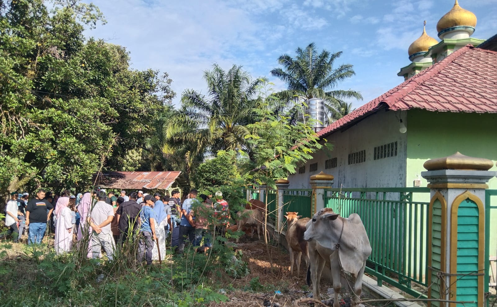 Palas Sembelih 1.593 Hewan Kurban, Masjid An-Nur Sibuhuan 12 Sapi