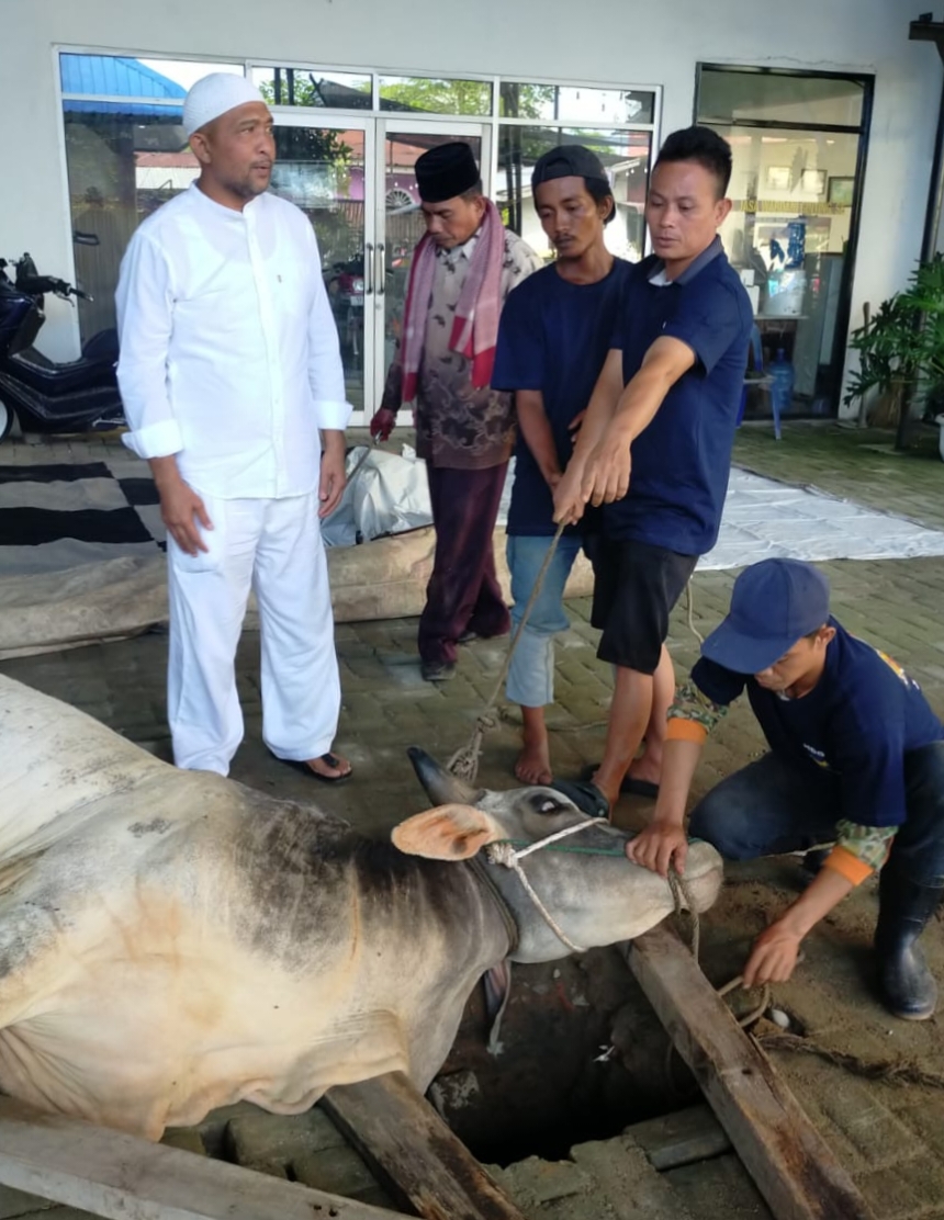 Dani Ginting Kurban Sapi Bobot 400 Kg Di Kecamatan Sunggal