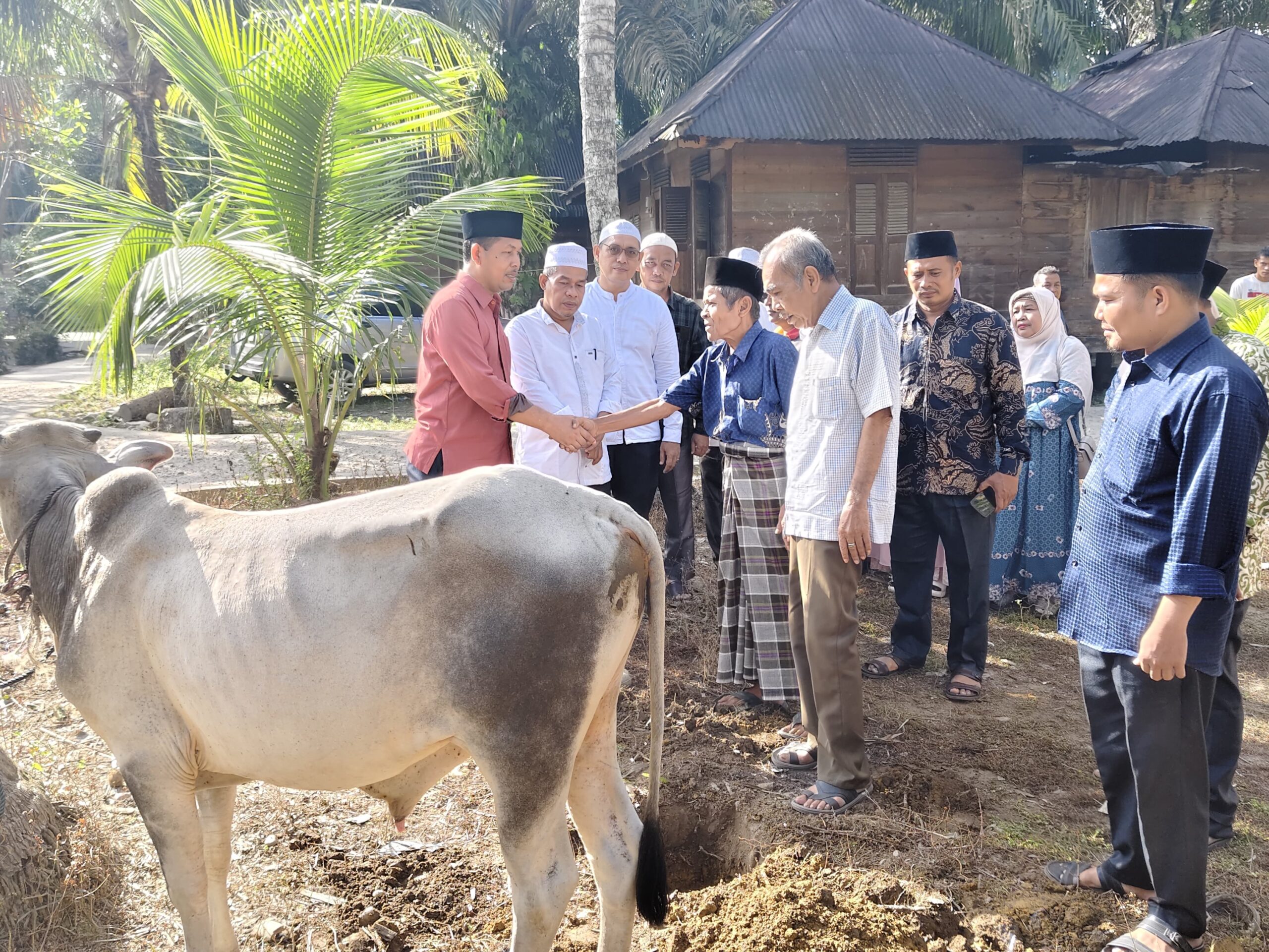 Kemenag Palas Sembelih 21 Sapi Untuk Idul Adha