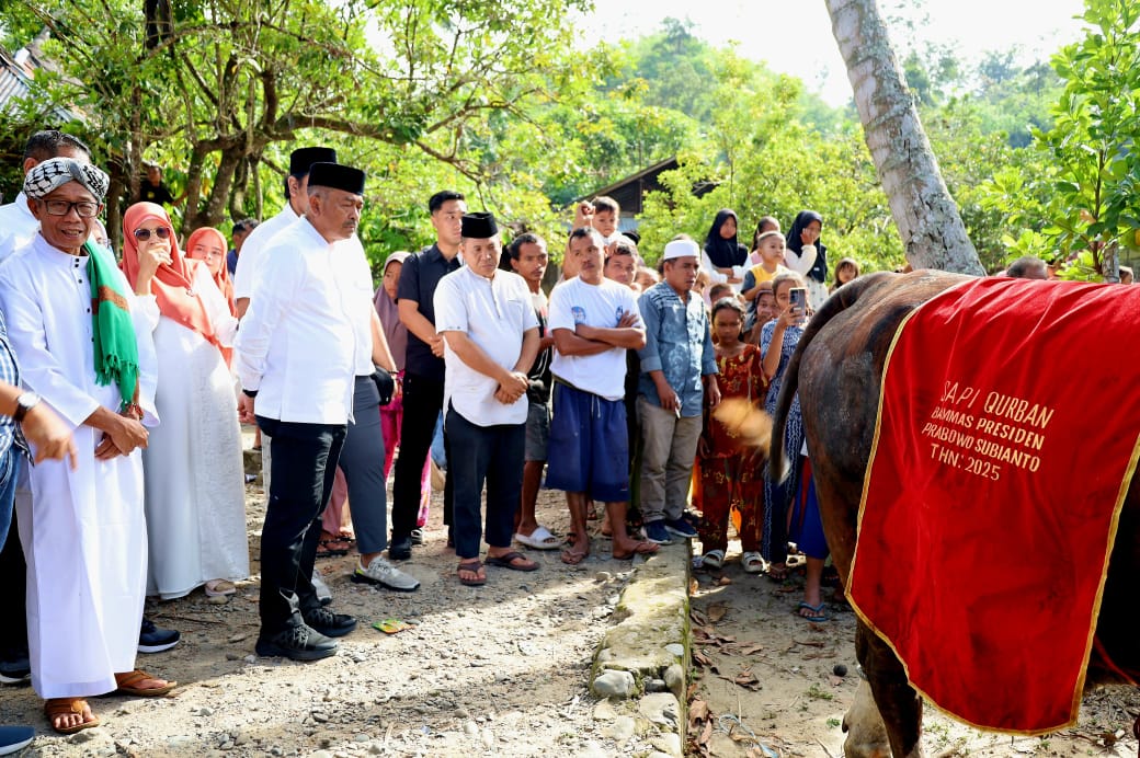 Bupati Madina Serahkan Sapi Kurban Presiden Di Gunung Baringin