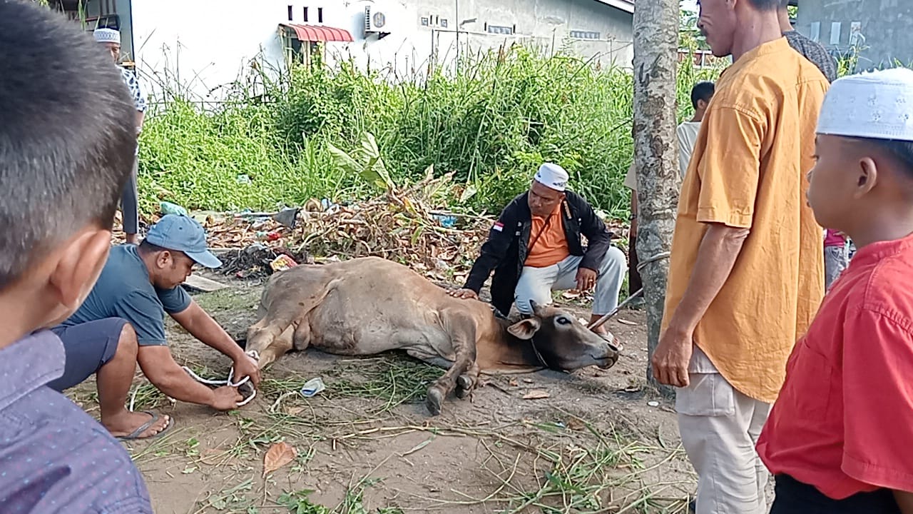 Panti Asuhan Darul Ikhlas Sembelih Kurban