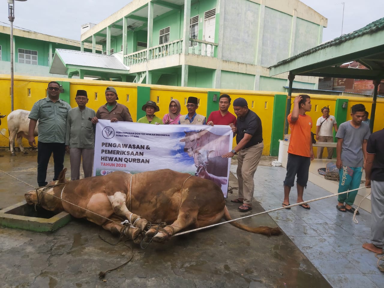 Masjid Raya P. Brandan Sembelih Sapi Presiden