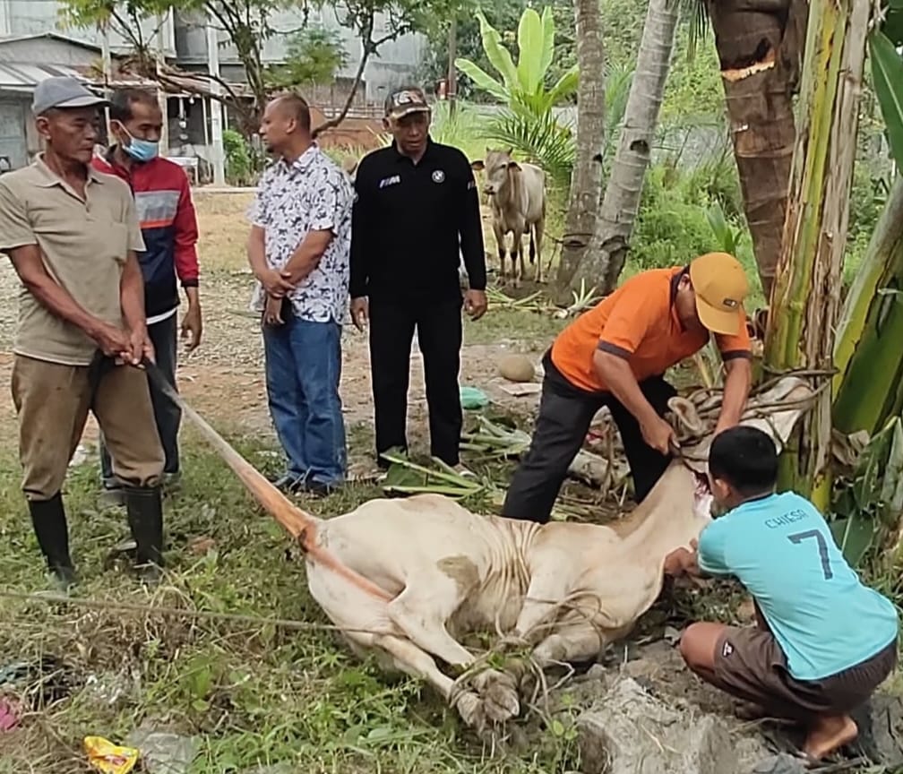 Muhammadiyah Sergai Sembelih 124 Hewan Kurban