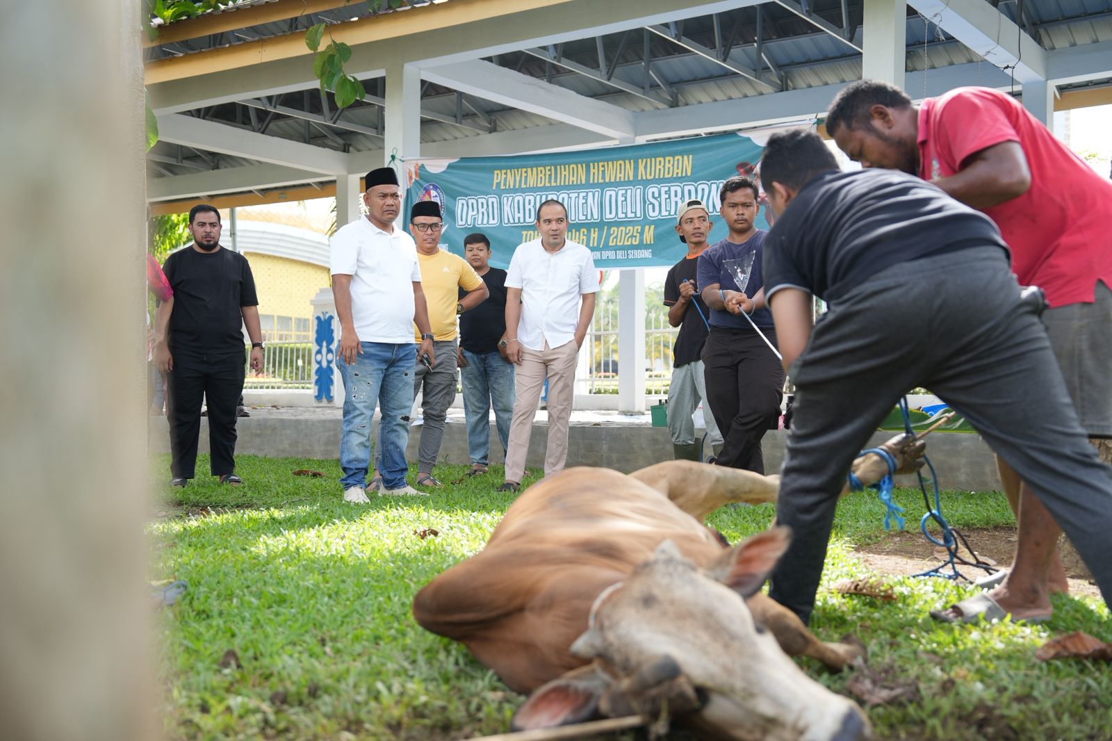 DPRD Deliserdang Hibahkan Tiga Sapi Untuk Staf