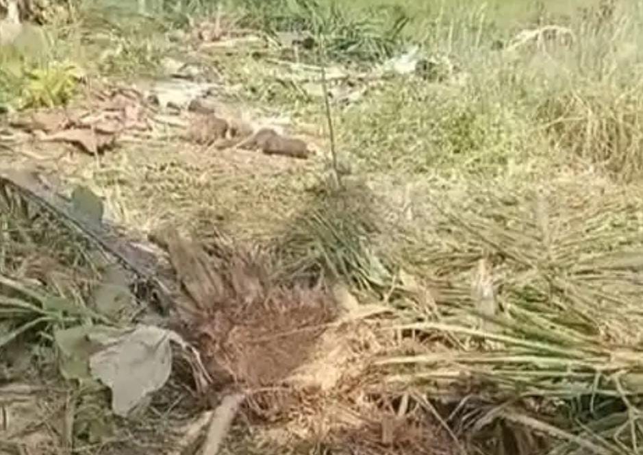 Power Fencing Disambar Petir, Kawanan Gajah Serbu Ladang Warga