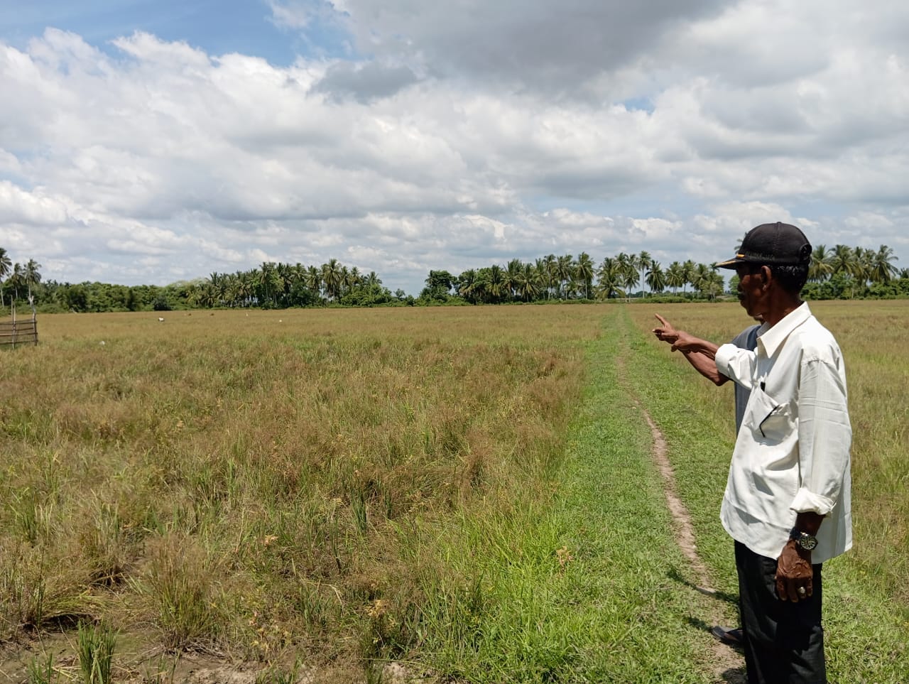 Ratusan Hektare Sawah Di Aceh Utara Terlantar
