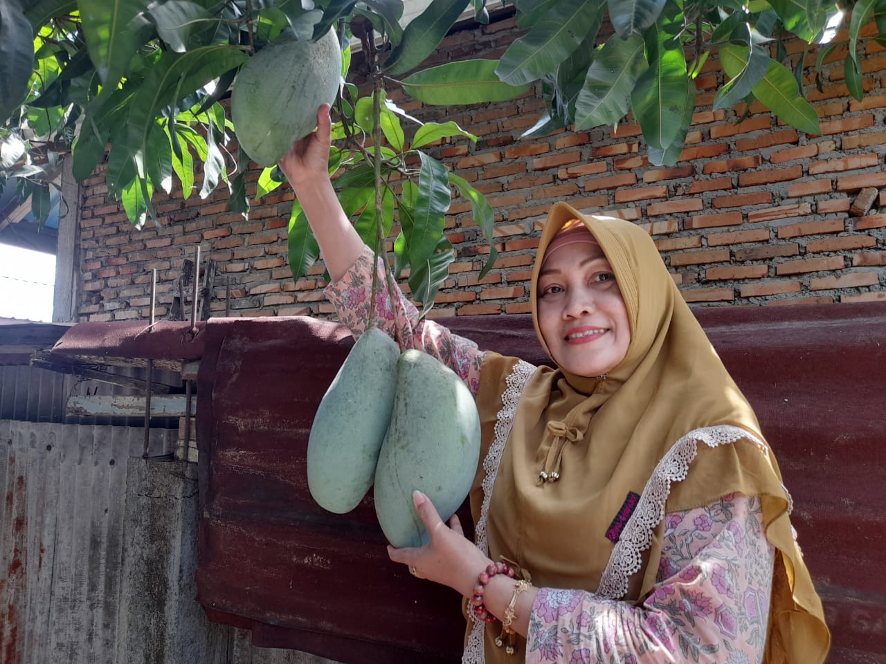 Kisah Miah, Mangga Jumbo Dan Nenek Misterius