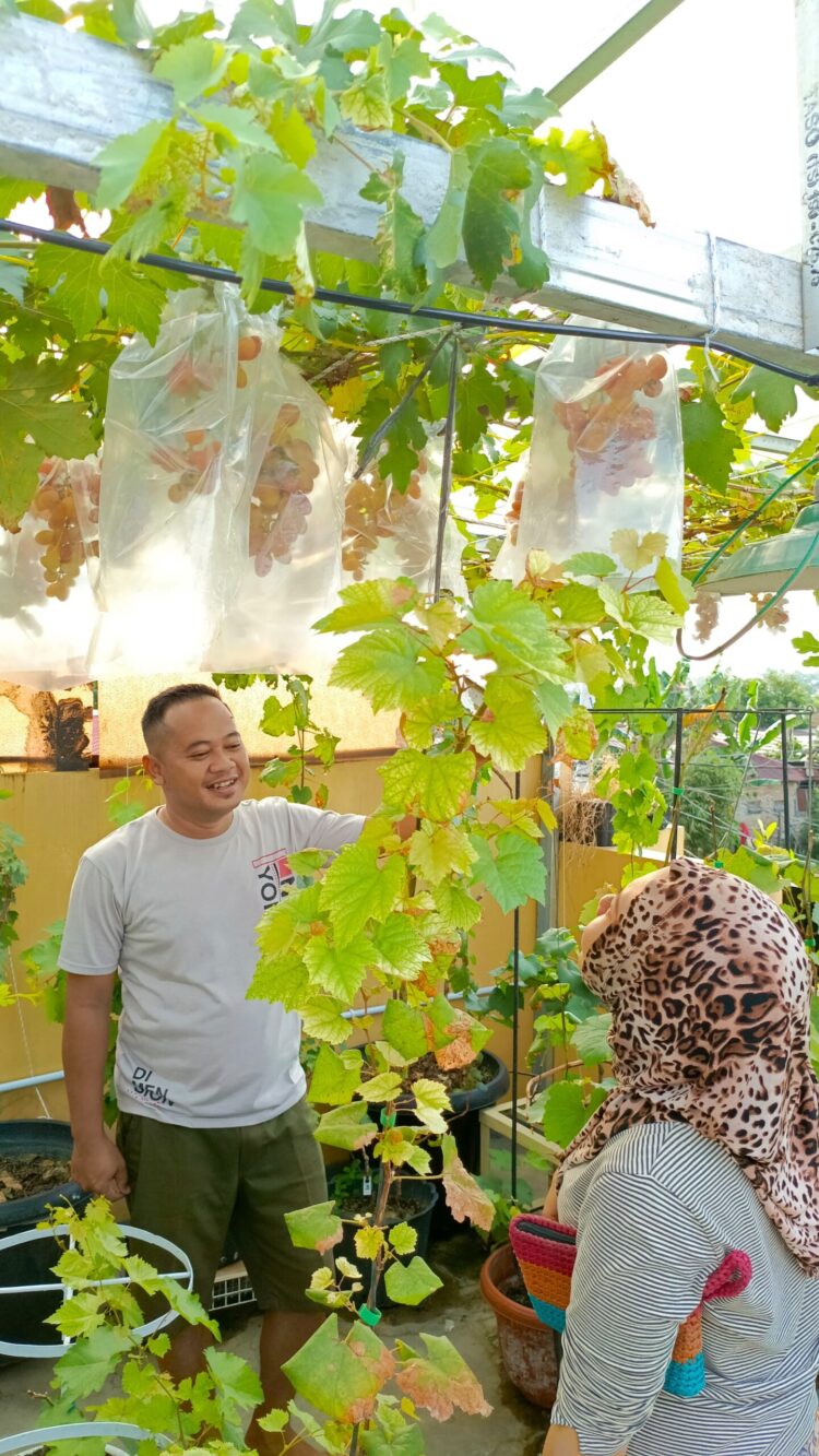 Petualangan Manis Riduan; Panen Anggur Di Atap Rumah!