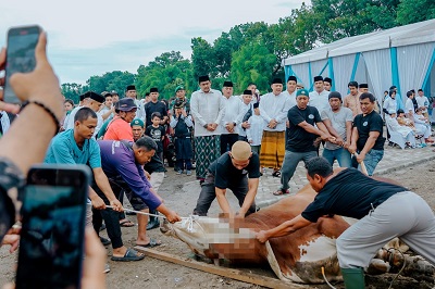 Di Medan, 9.716 Ekor Hewan Kurban Disembelih, Pemko Medan 212 Ekor