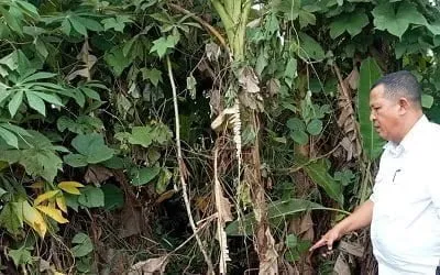 Mayat Pria Tanpa Identitas Ditemukan Di Lahan Kosong