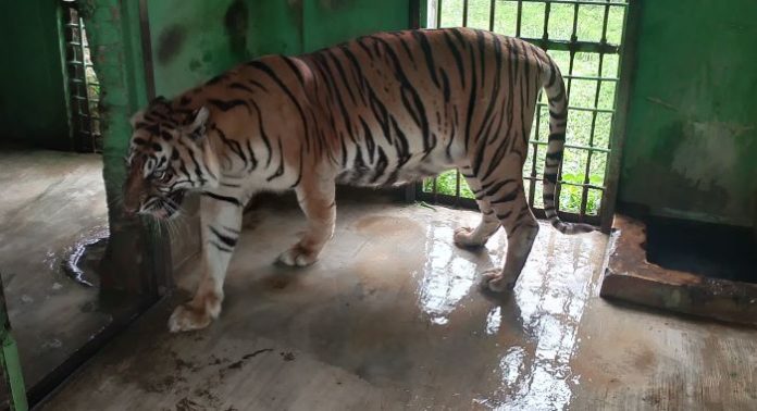 Sakit Tua, Si Manis Harimau Sumatera Koleksi Medan Zoo Mati