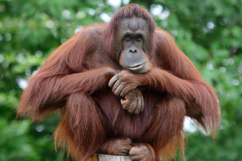 <strong>Orang Utan</strong>