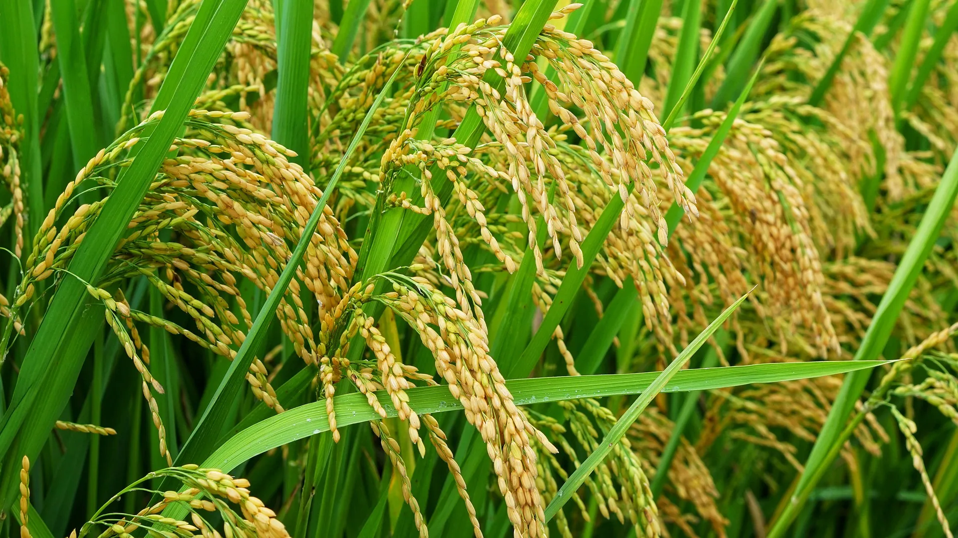 BPS: Produksi Padi Di Sumut Capai 2,13 Juta Ton
