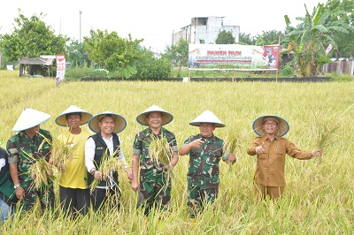 Pangdam I/BB Bersama Kelompok Tani Panen Padi Bebas Pestisida Seluas 5.000 M