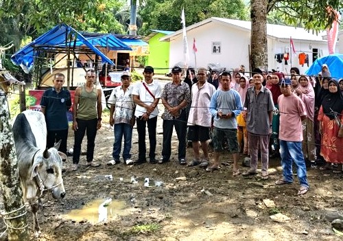 Gubernur Bobby Nasution Salurkan 10 Ekor Sapi Untuk Korban Bencana Di Tapsel Dan Tapteng Jelang Lebaran