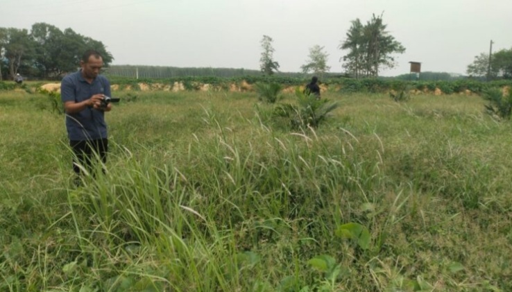 Kurang Perawatan, Tanaman Sawit PTPN 3 Dipenuhi Gulma Hingga Mati