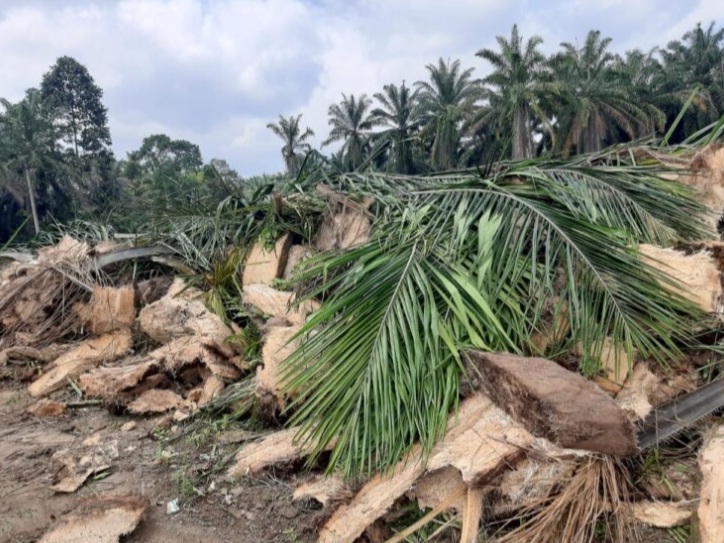 Proyek Replanting Diduga Asal Jadi, Manajer PTPN IV Perintahkan Vendor Perbaiki