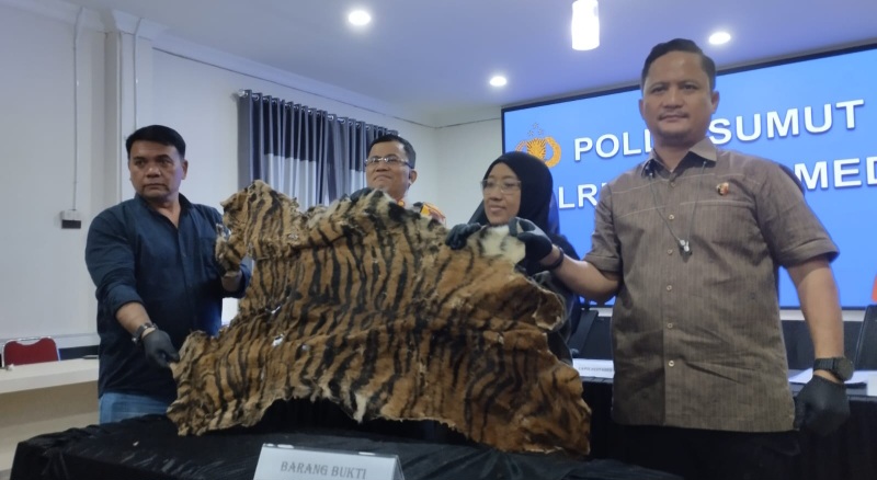 Jual Kulit Harimau, Dua Warga Karo Diringkus Polisi