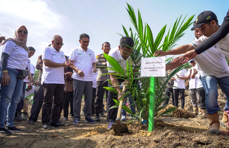 PTPN IV Regional I Gelar Program Penanaman Perdana Peremajaan Sawit Rakyat